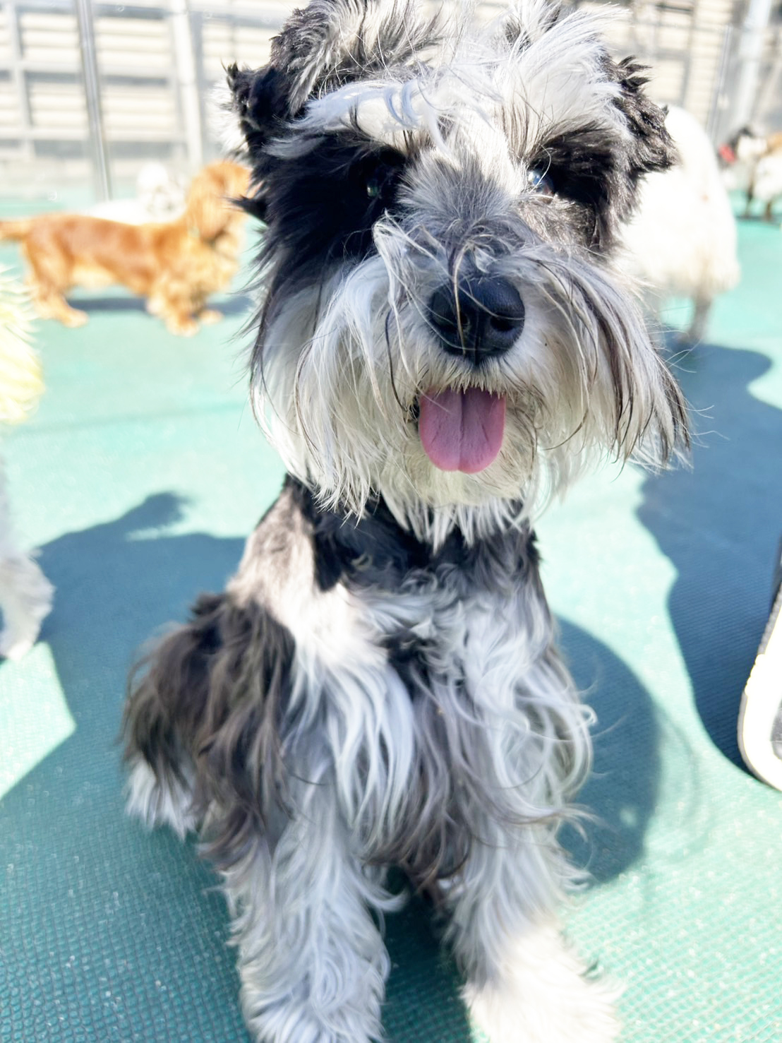 生徒が撮影したモデル犬の写真③